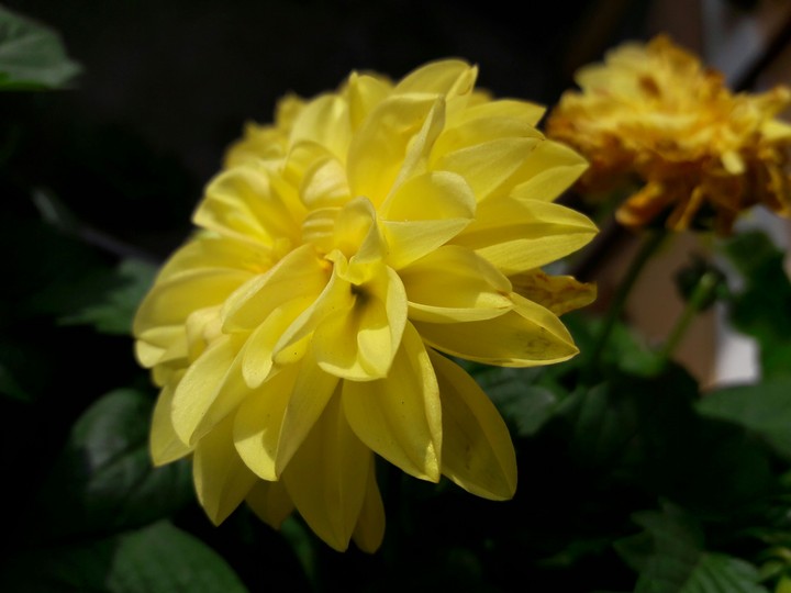 Yellow Flower