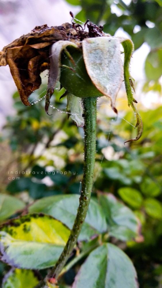 dead rose with water drops on spider web after a foggy night