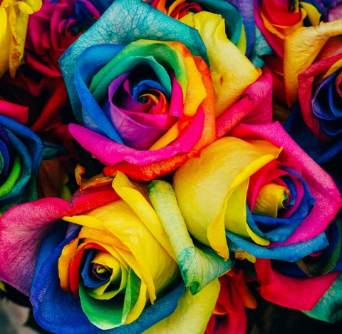 rosas
