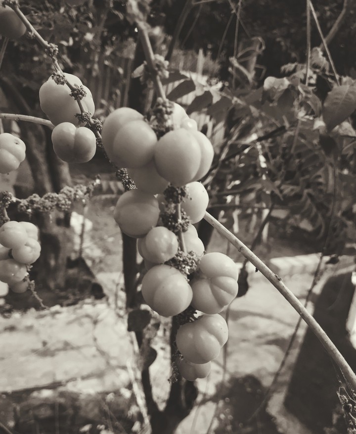 beautiful fruit which is sour
