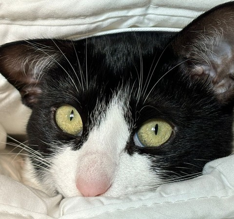 sfondi fur, comfort