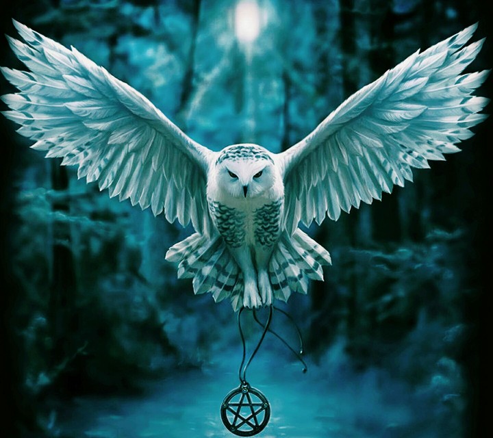 owl freedome