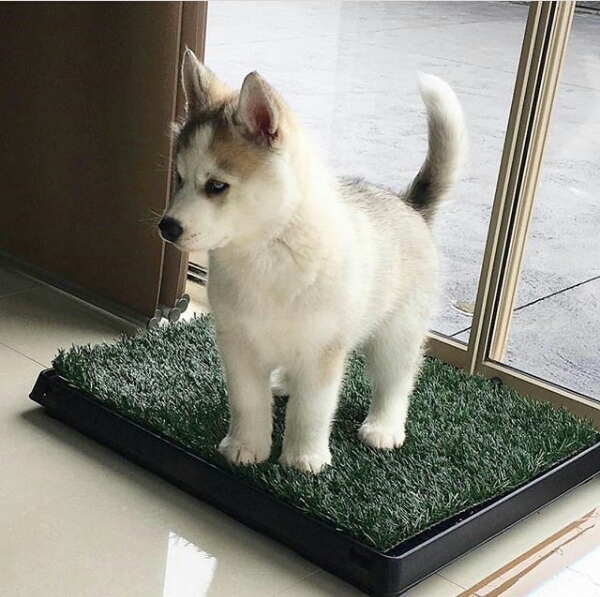 it is very cute and it loves very much