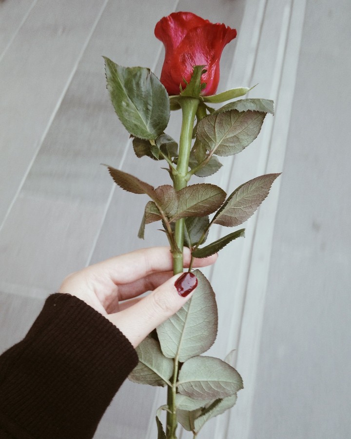 #rose #red #love #life #day #goodday