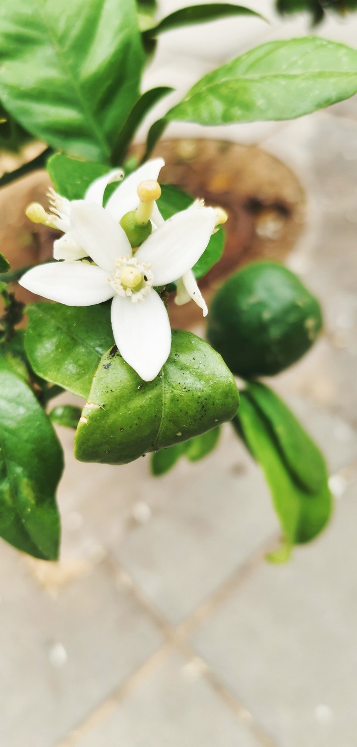 lemon tree