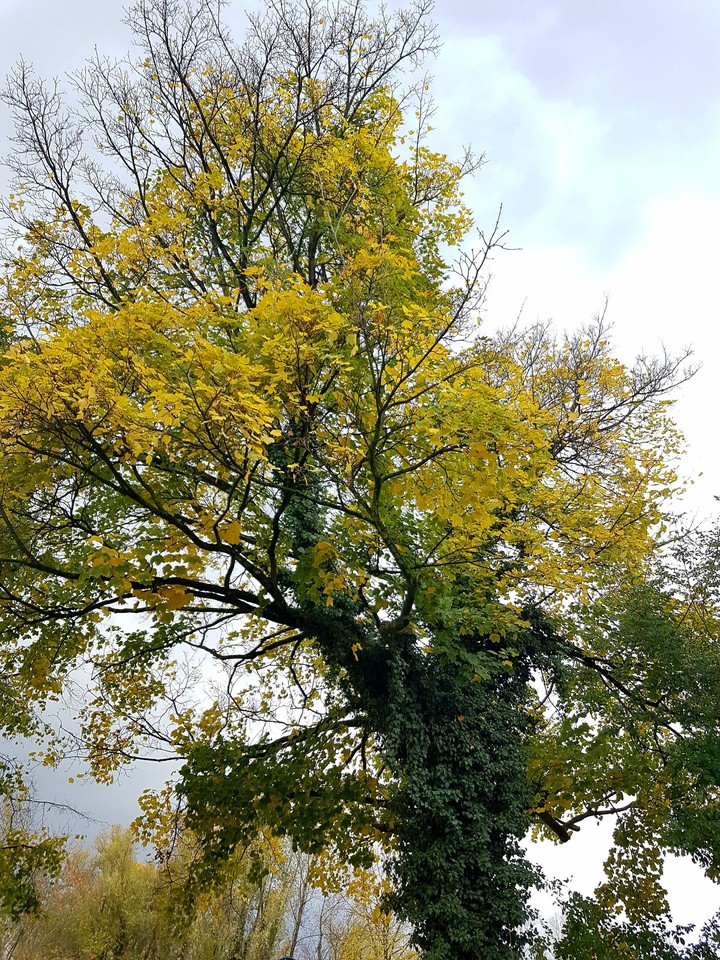 Autumn