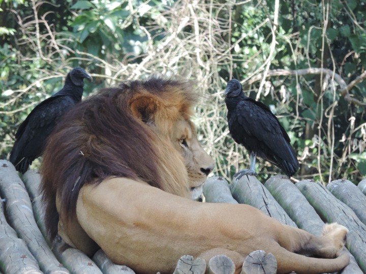 Leão Rei da selva