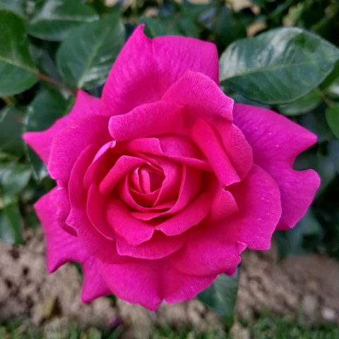 rose