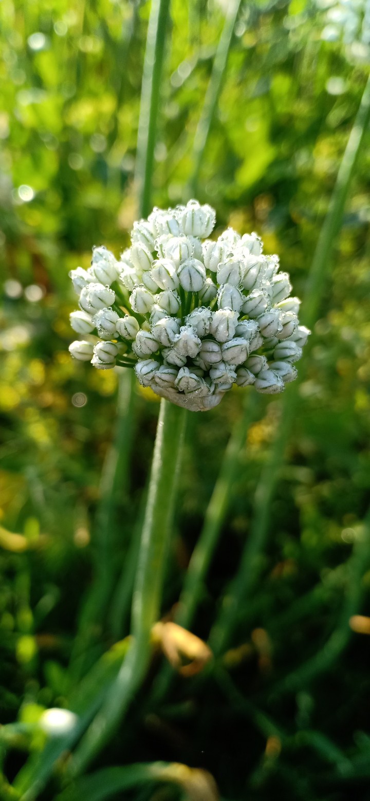 ONION FLOWER