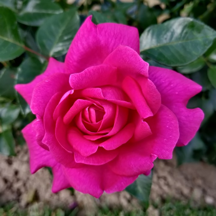rose