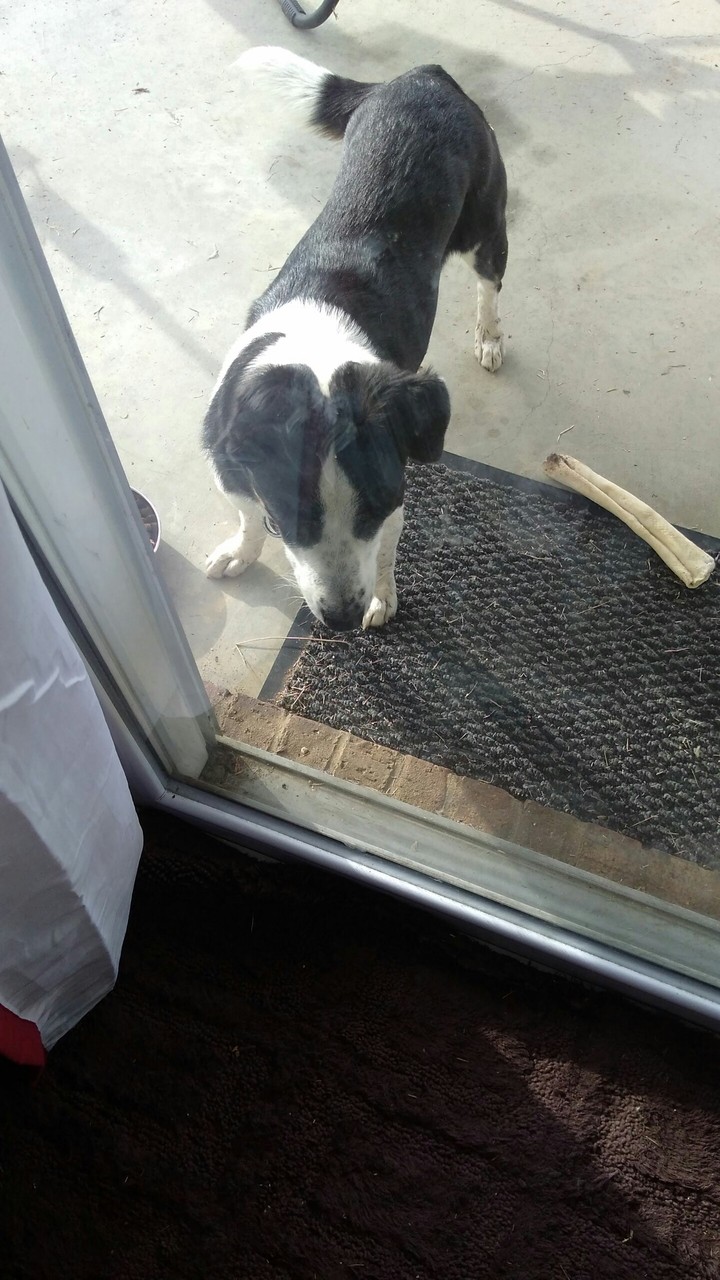 This cute little puppers keeps coming to our door