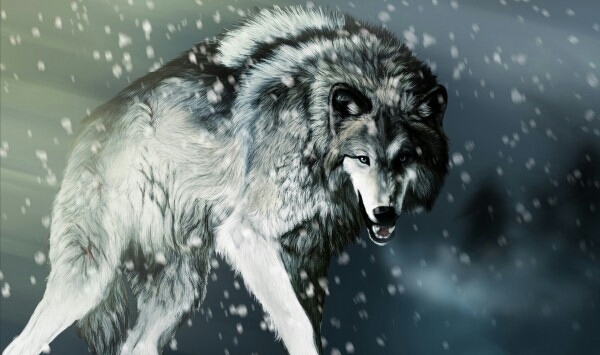 Wolf