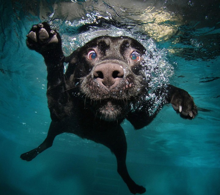 cute dog
