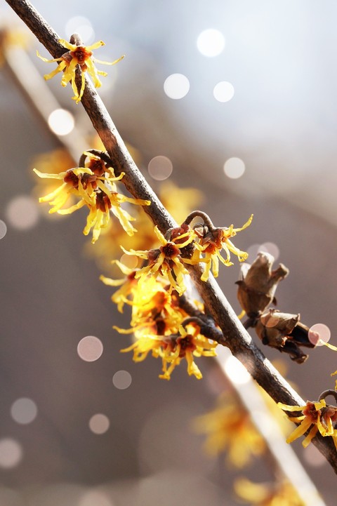 Yellow, Close-up Hintergrundbilder