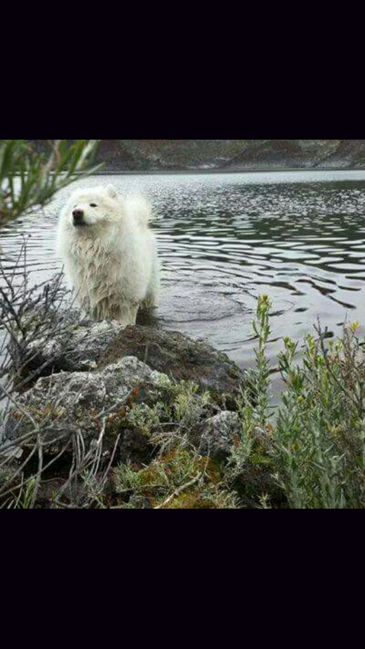 Timur Samoyedo