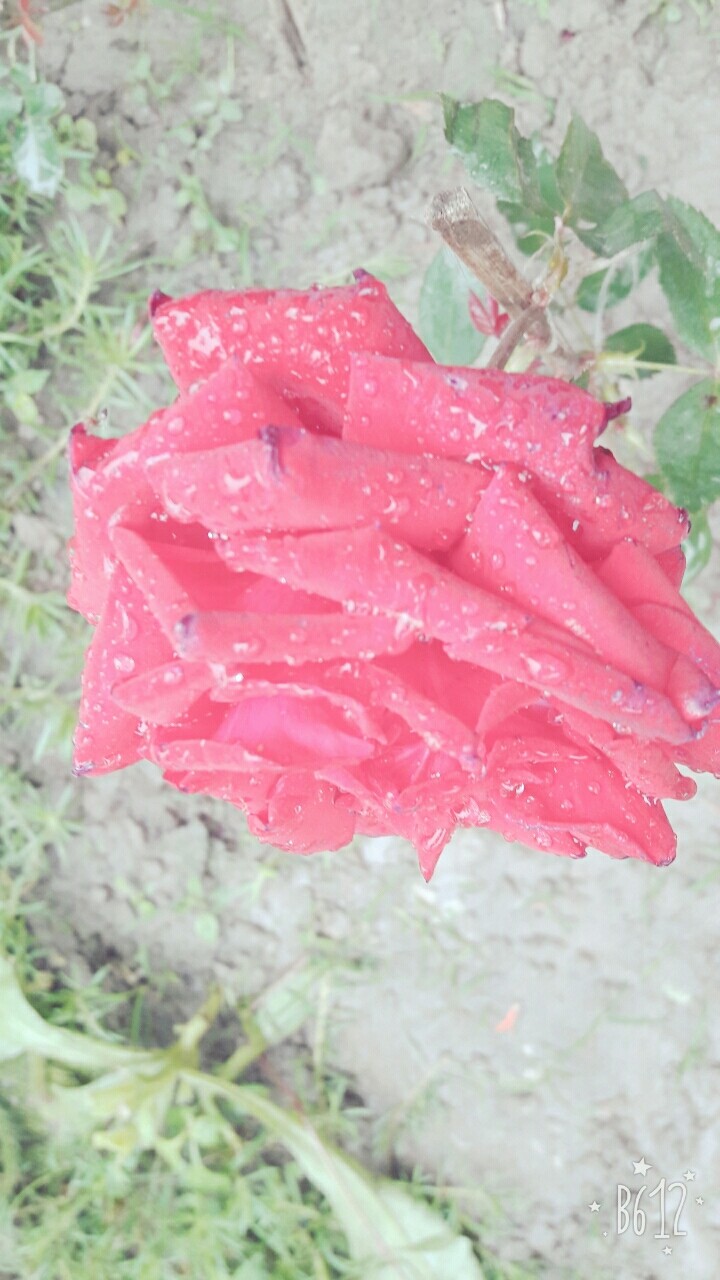 rose