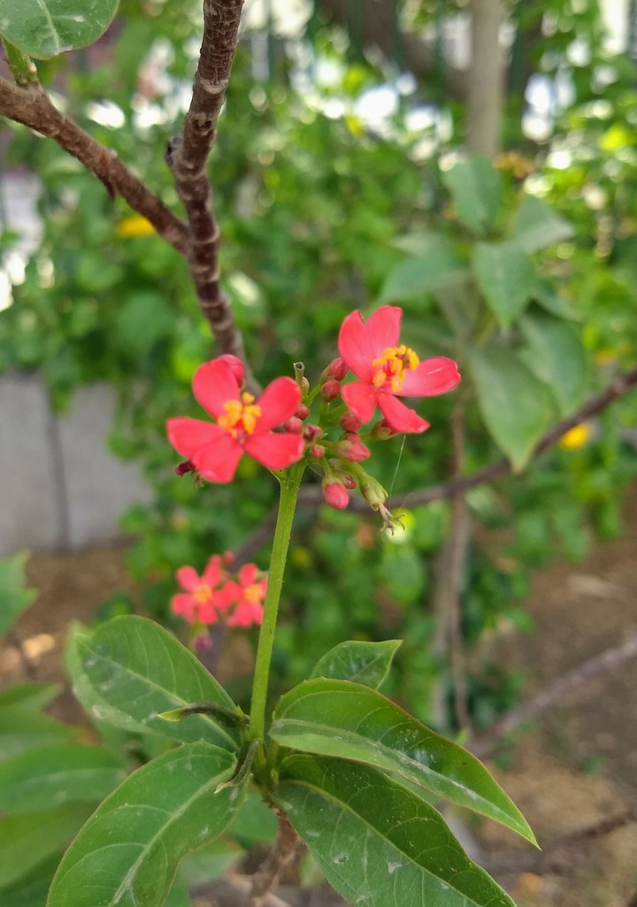 red flower