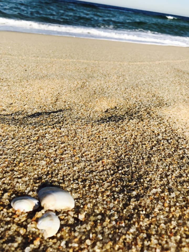 shells