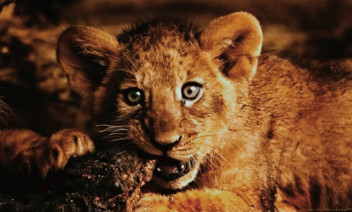 A LIONS CUB
