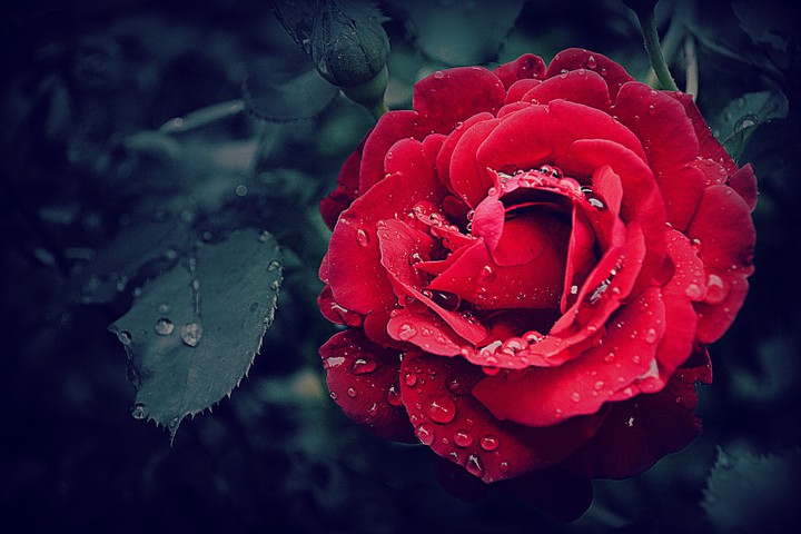 Good Morning