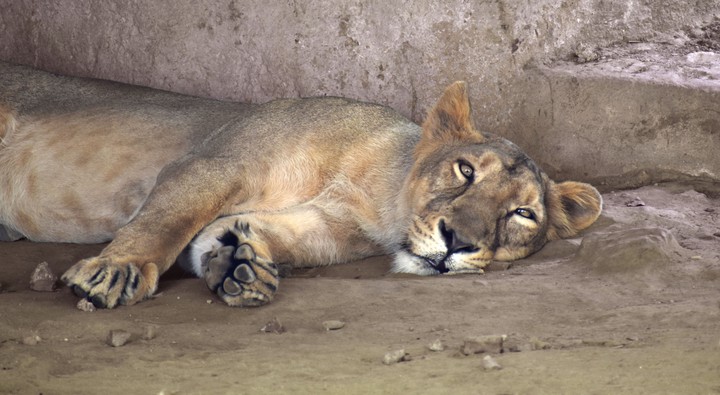 lazy lion in zoo