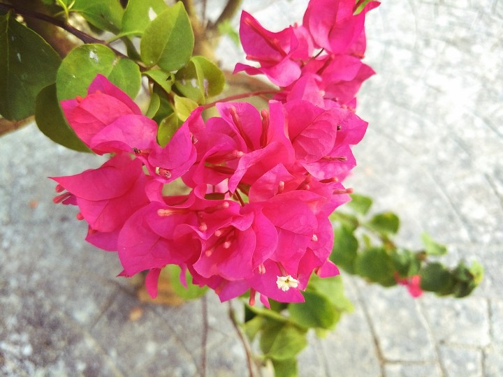 flowers