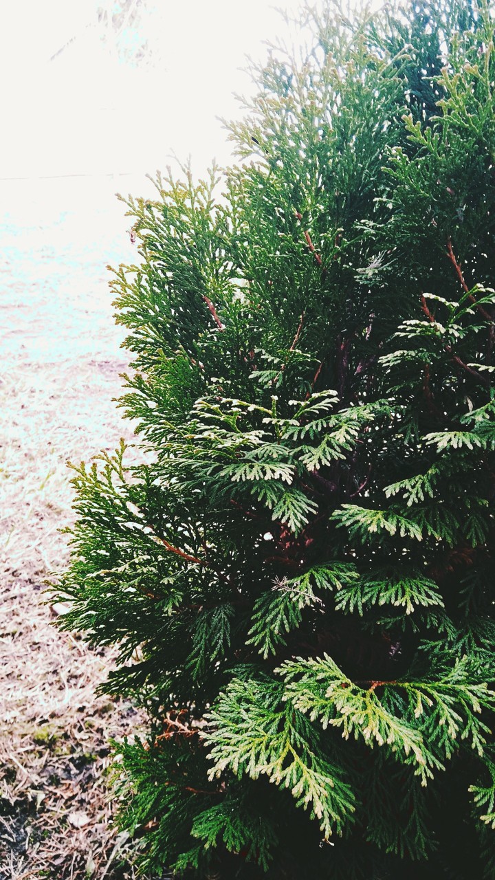 tree