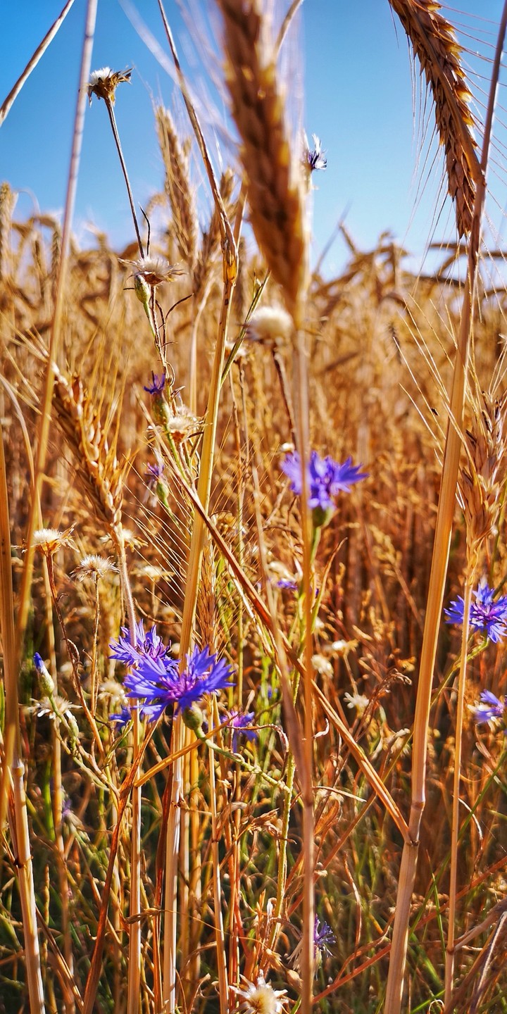 Wheat and Flowers