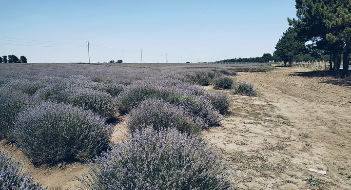 Lavender