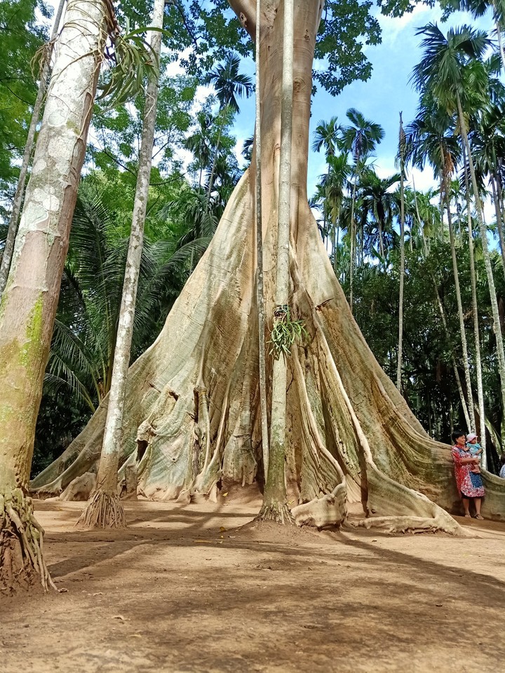 big tree