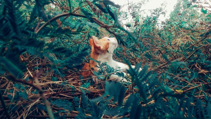 cat