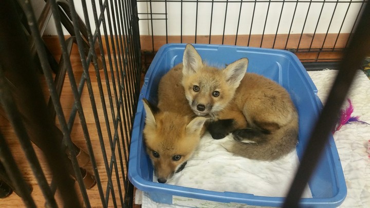 red foxes