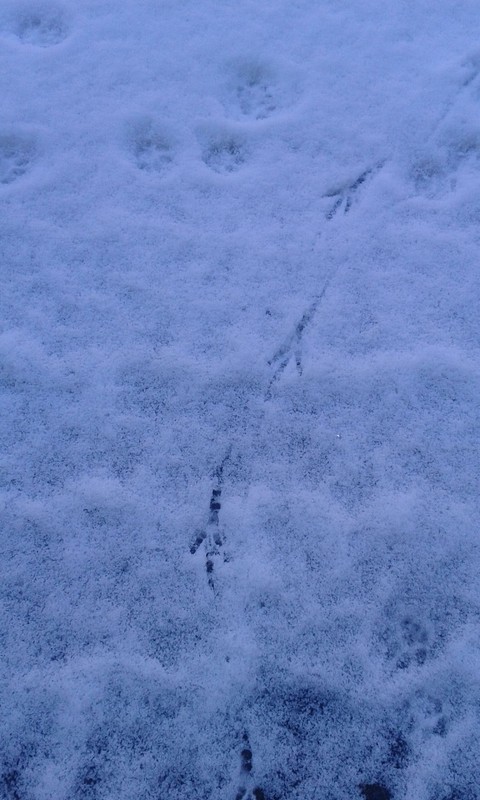 ice, tundra wallpapers