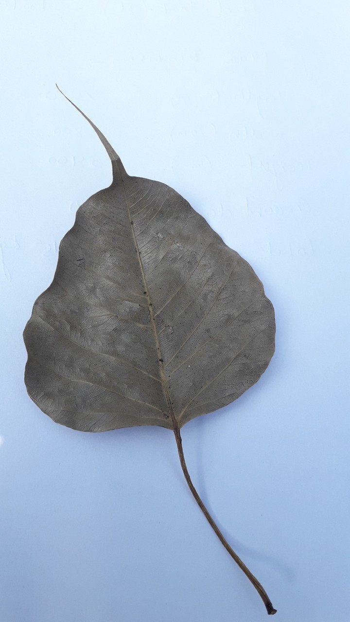 leaf❣️