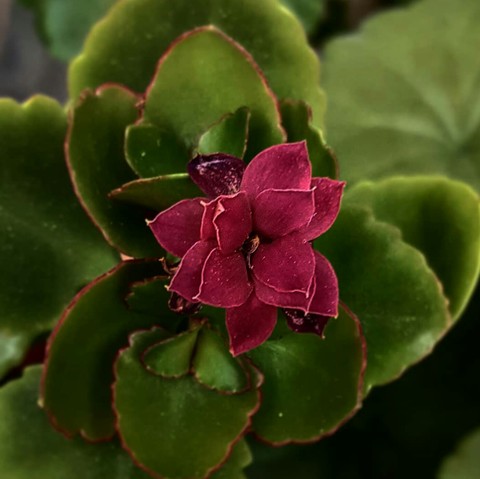 Little flower