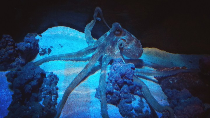Octopus