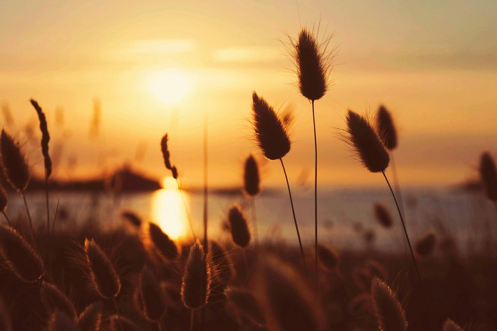Herbes devant un couché de soleil
