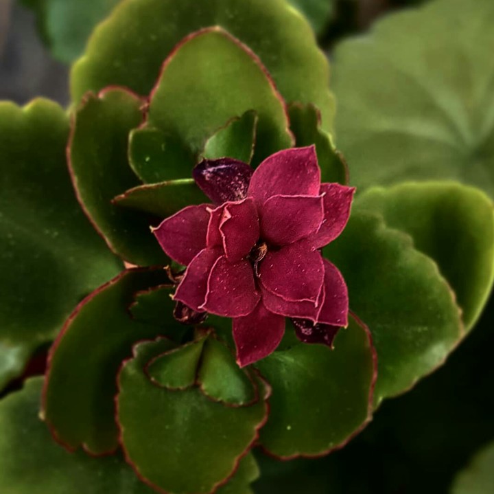 Little flower