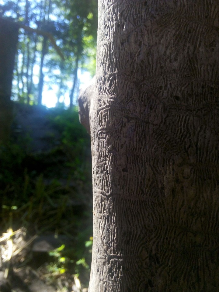 tree