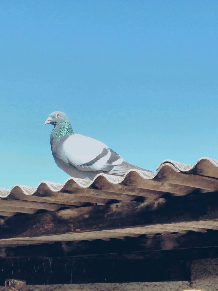 Carrier Pigeon