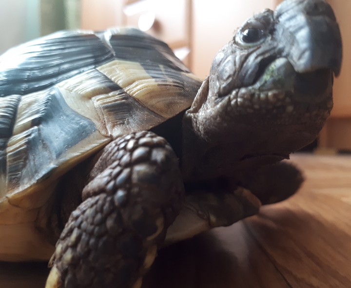 Tortoise
