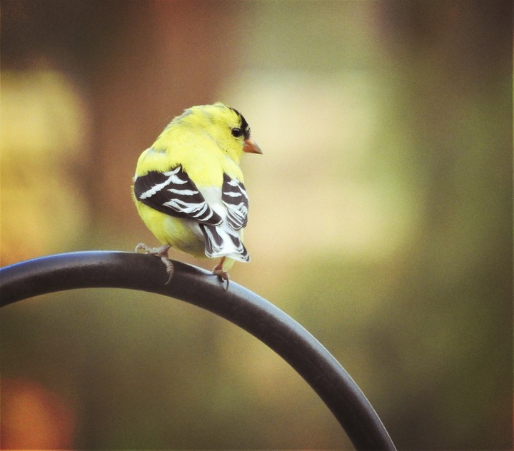 male chickadee1