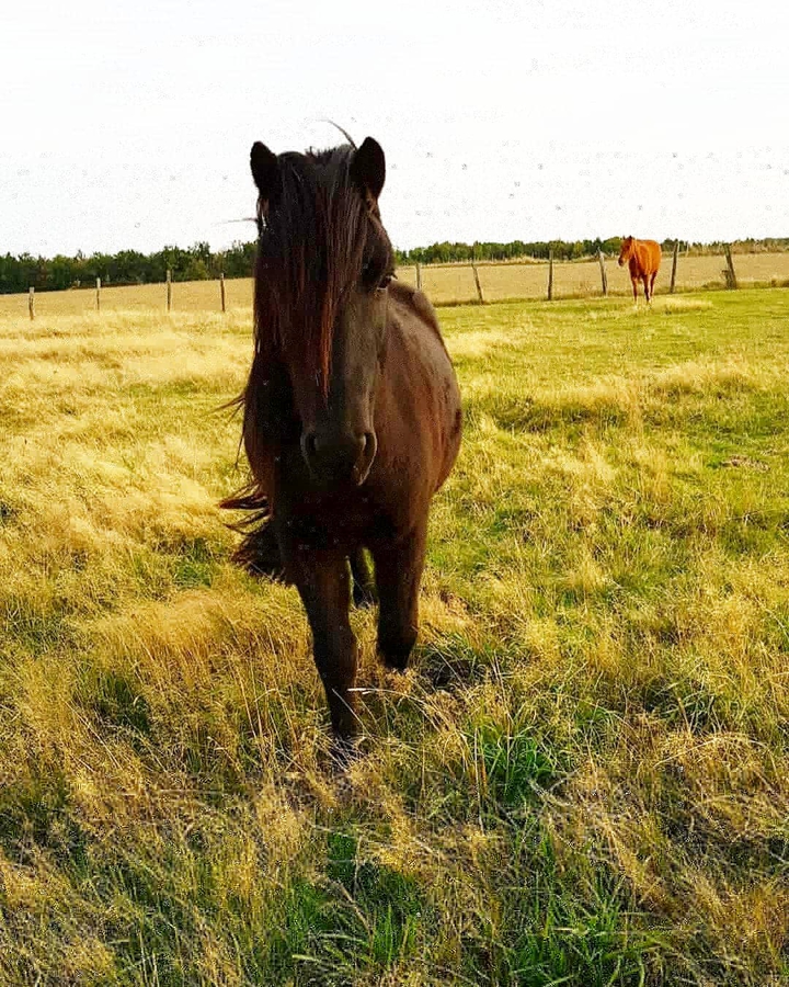 horse