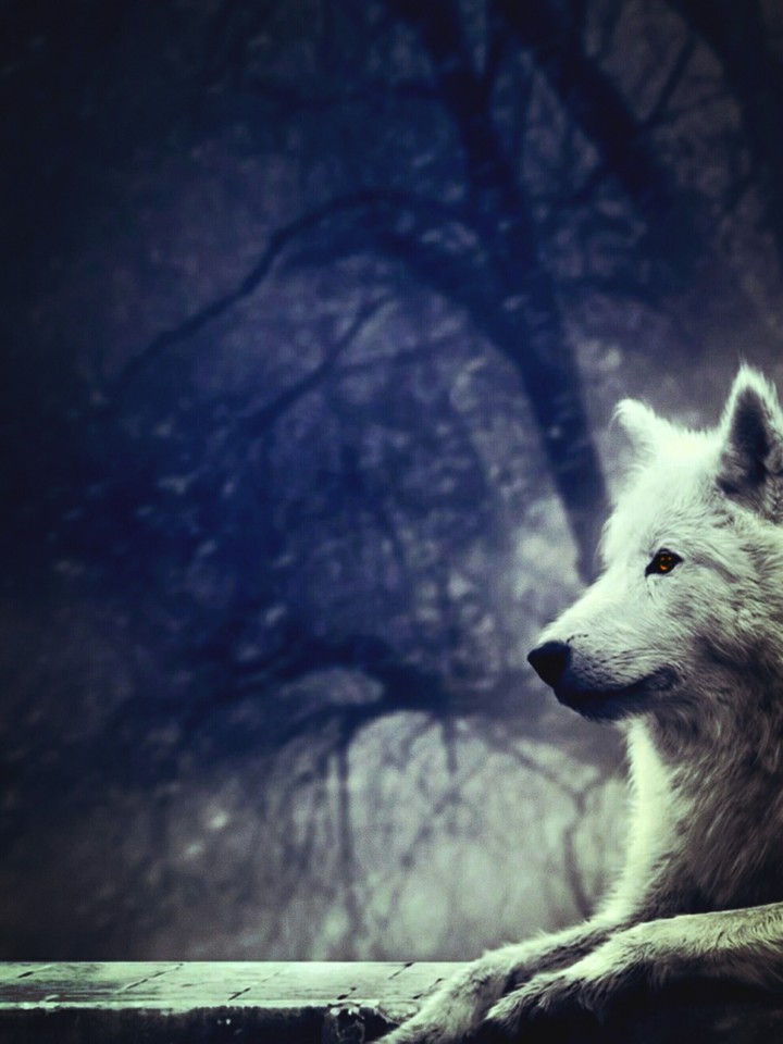 in the forest ♡