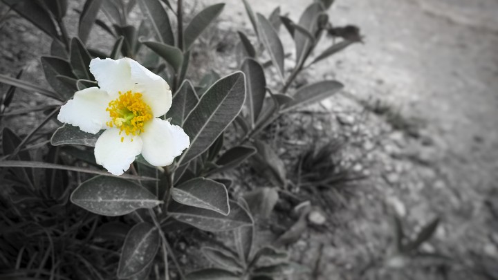 Flor em detalhe
