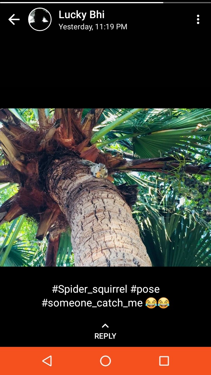 #squirrle