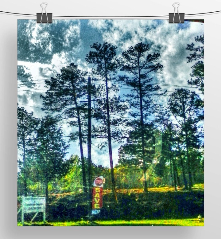Alabama Pines