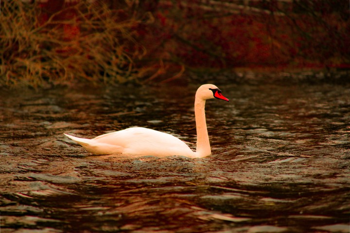 Schwan im herbst
