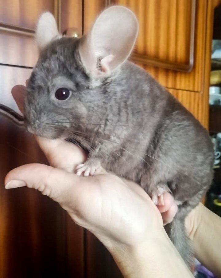 chinchilla