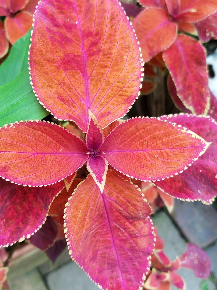 Leaves
